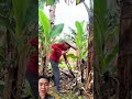 Cách Chăm Sóc Chuối Đúng Kỹ Thuật #farming #banana