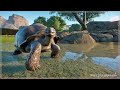 Off Like a Herd of Speeding.. Tortoises? | Planet Zoo Franchise | Lets Play Hard Mode