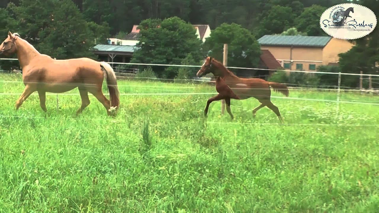 CHARTSTÜRMER - Reitpony HF/Colt v. Caramel FH - FS Golden Highlight