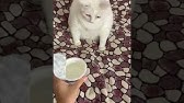 ブロッコリーの匂いを嗅いだ猫 Youtube ブロッコリーの匂いを嗅いだ猫 Youtube