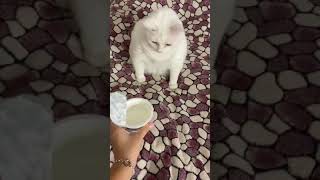 サワークリームの臭いにえずく猫