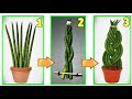 SANSEVERIA, guarda il trucco per cambiare la forma alle foglie, sanseveria cilindrica, snakeplant