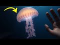 चमकने वाले जीवों का सबसे बड़ा रहस्य! 4 Secrets Behind the MIND-BLOWING Glow of Bioluminescent Being