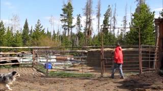 Fell Pony Stallion Guards Apollo Breeding Season 2014