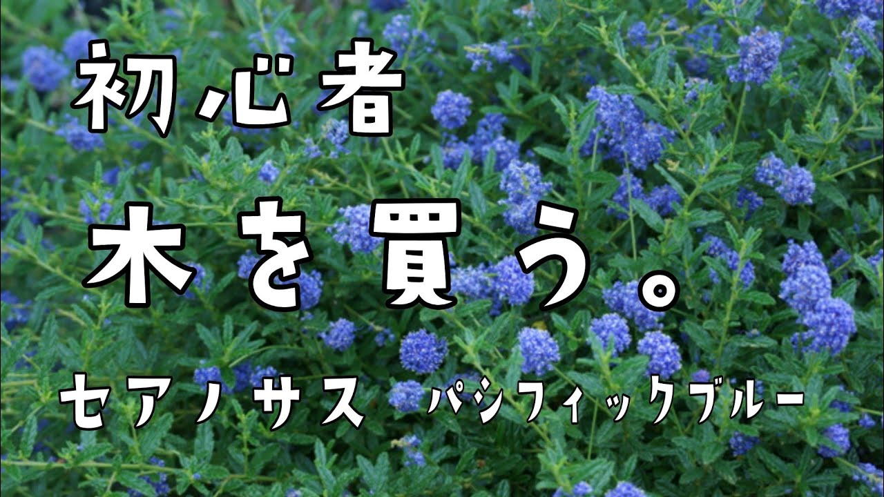 初心者、木を買う。カリフォルニアライラック(セアノサス)パシフィック