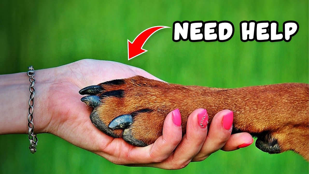 5 Signs Your Dog Is In PAIN (and How You Can Help)
