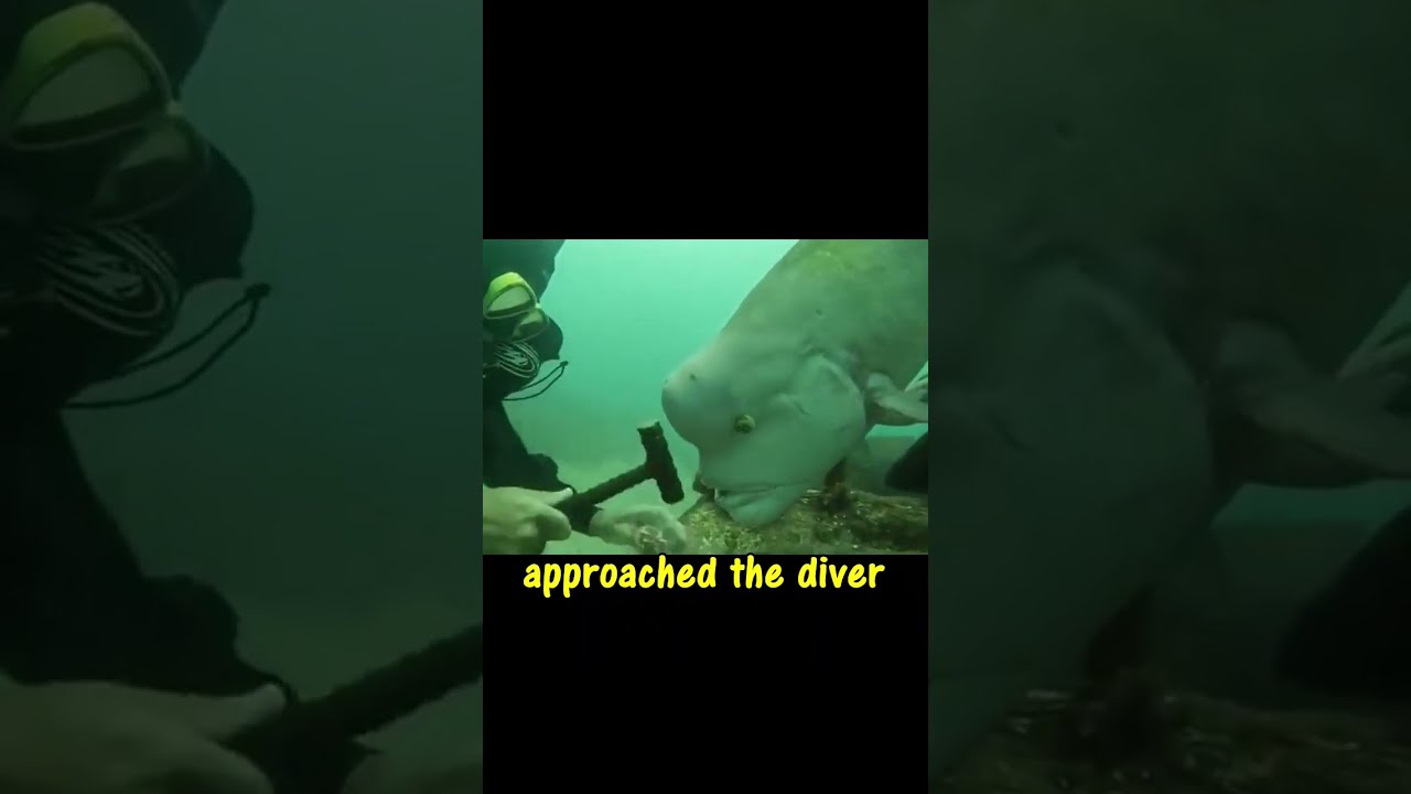 Curious Fish With HUMAN FACE Fishing Aquarium Crabs