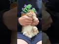 「ハイ、マリオ？？？」正しい歌詞を教えて下さい🐰#할말이없네　#うさぎ #bunny #rabbit