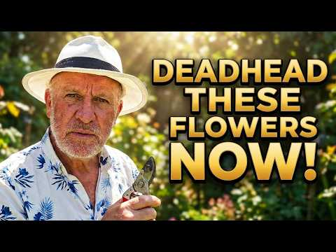 Deadhead these Ten plants NOW for non-stop flowers in July