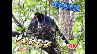 現場直擊追鳥的日子 藍鵲育雛噪鵑 EP36