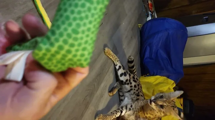 Watch the video about Swaggers does fetch. #cat #cats #meow #funnycat #funnycats #funnypets #funnyanimals #servals