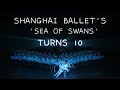 Shanghai Ballet's 'Sea of Swans' Turns 10