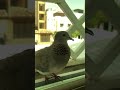 صوت القمرى طبيعي صوت القمرى طبيعي