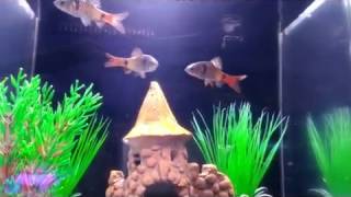видео Окраска рыб во время брачного периода. Брачный наряд