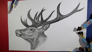 How to Draw a Realistic Deer Head Pencil Drawing Step by Step