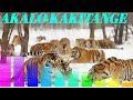 Akalo Ka Kitange Lubale Song Akalo Ka Kitange Lubale Song