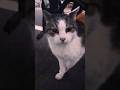 いつもひとり公園で暮らす三毛猫 #野良猫 #捨て猫