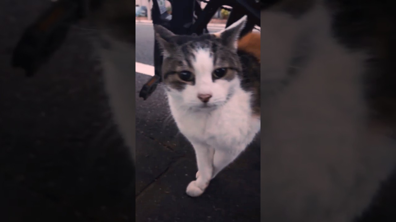 いつもひとり公園で暮らす三毛猫 #野良猫 #捨て猫