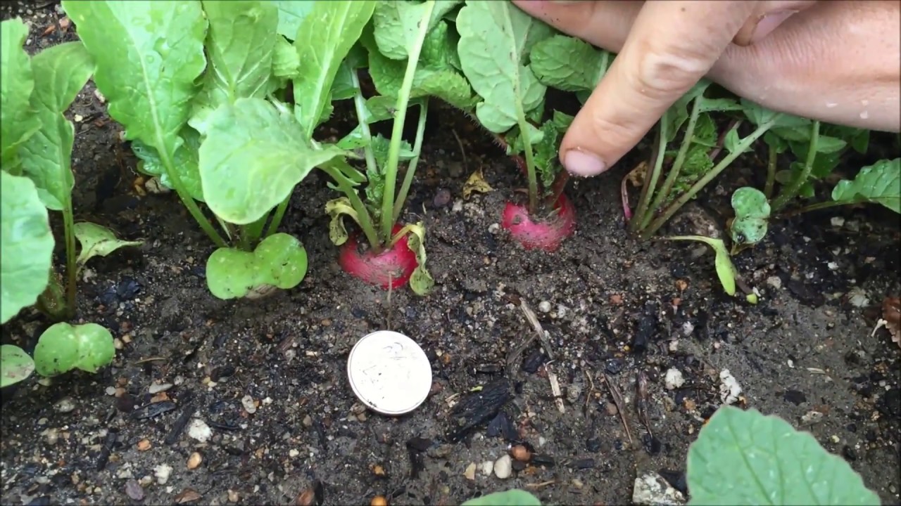 Harvesting Radishes