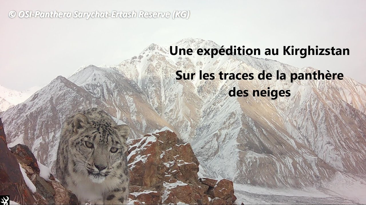 Ecovolontariat sur les traces de la panthère des neiges au Kirghizstan