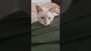 All tucked in :) #cute #aww #cat #sleepy #comfy #cutecat #pets #cuteanimal #flamepointsiamese