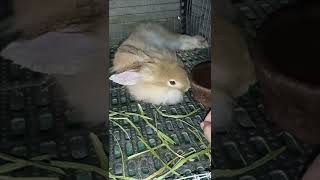 Iniinit | My rabbit is warming.