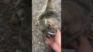 I’m wondering what’s the cat called bc the cat has a owner already