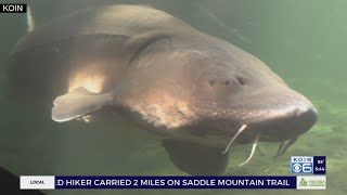 Kohr Explores: Herman the Sturgeon celebrates birthday