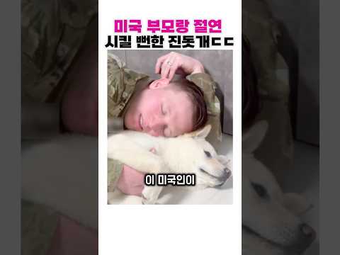 미국 부모랑 손절시킬 뻔한 진돗개 ㅋㅋㅋ🤣 #웃긴 #진돗개 #유머 thumbnail