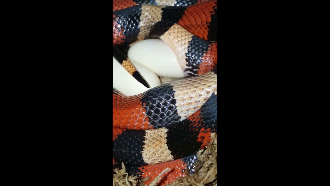 lucy vives Apricot Pueblan milksnake laying an egg