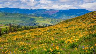 Memaloose Hills Wildflowers in 4K | Relaxing Birdsong & Real Nature Sounds - Ep 1