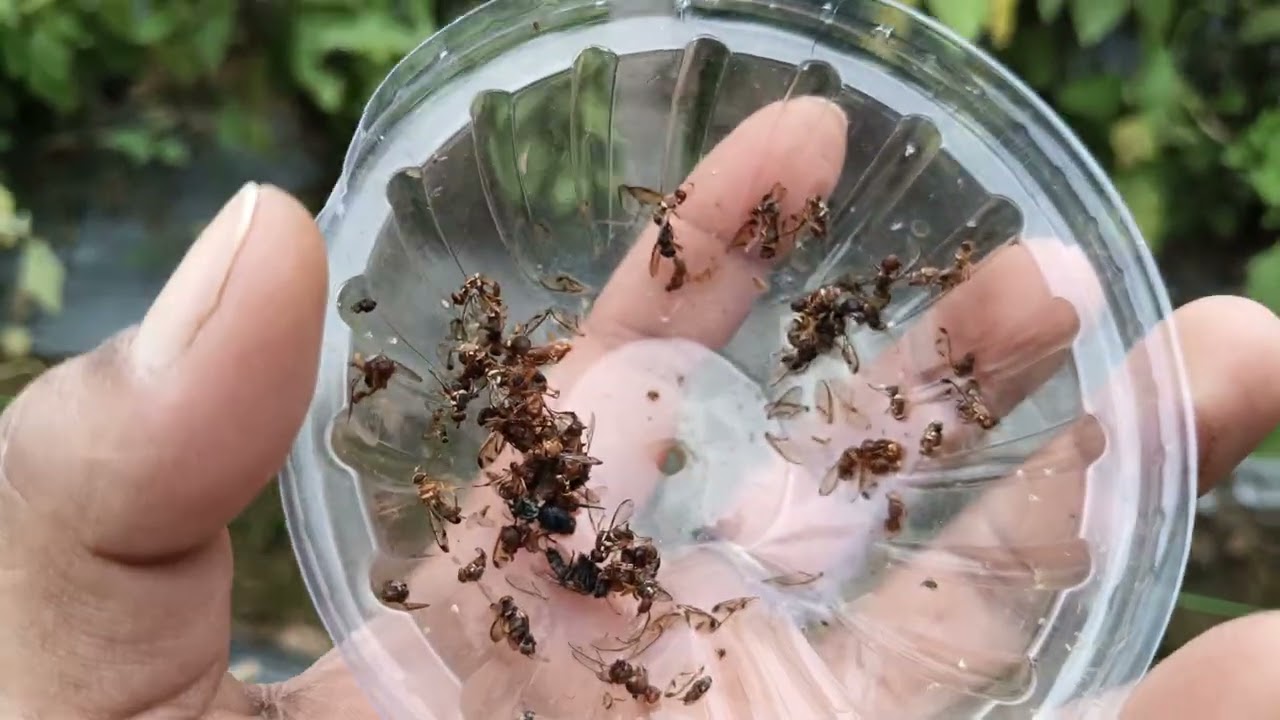 लगभग साल भर पुराने ग्राफ्टेड बैगन को फिर से नया बनवा दिया हूं l और रेट भी काफी अच्छा है 😊