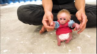 Change diapers and put on new clothes for baby monkeys