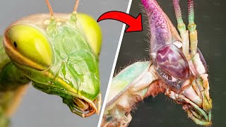 ¿Por Qué Las Mantis Se Convierten En Miles De Monstruos Diferentes?