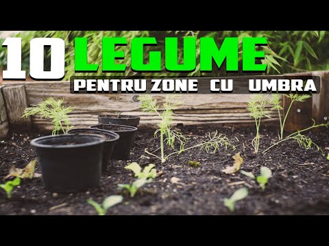 10 LEGUME PERFECTE pentru a fi crescute în LOCURILE cu UMBRĂ