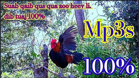 Tiếng gà rừng gáy chuẩn 2022✔✔ ||Suab qaib qus qua zoo tiag tiag ✔✔