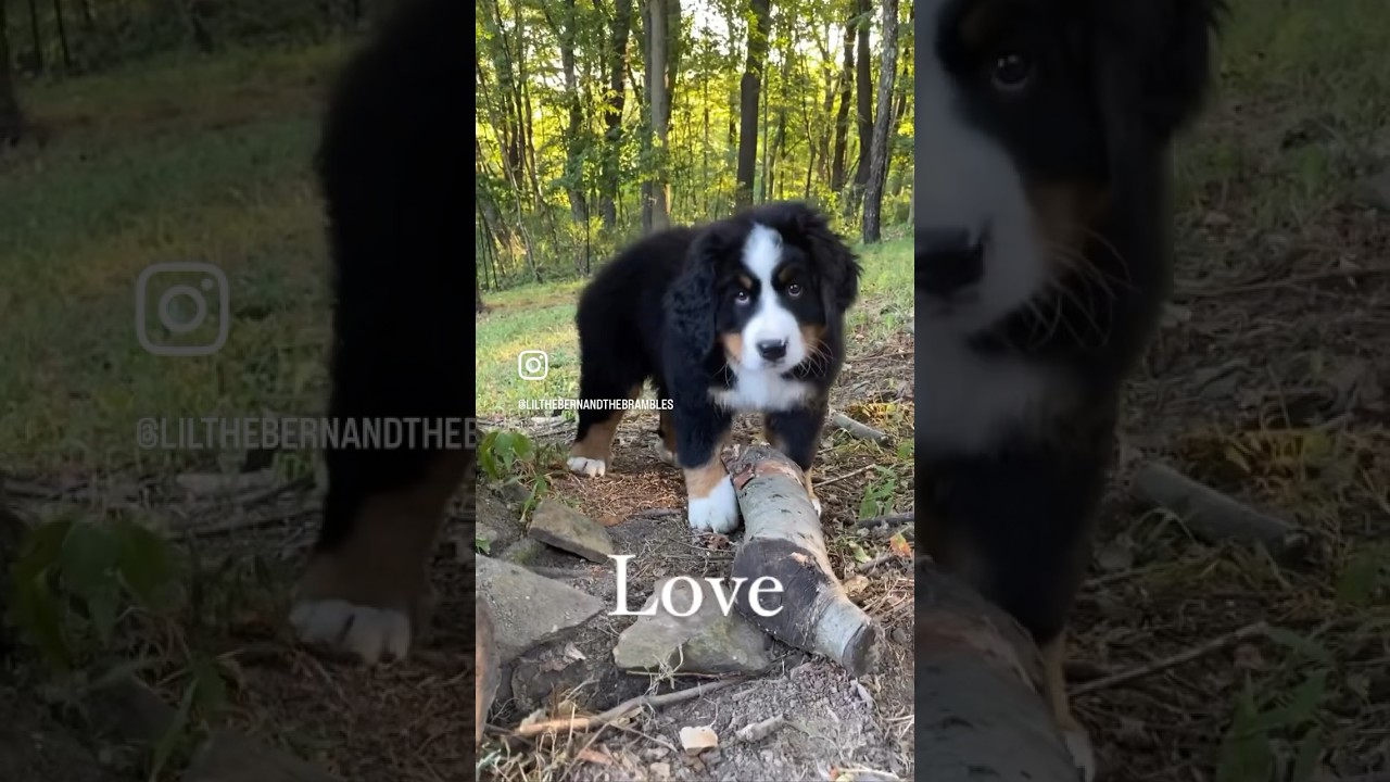 Cutest Bernese Mountain Dog Puppy! 
