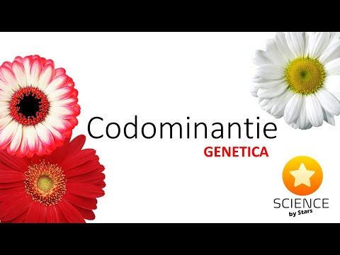 Video: Wat is codominantie in niet-Mendeliaanse genetica?
