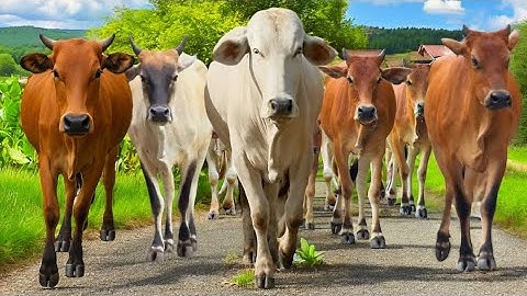 Aktivitas Sapi lucu Berjalan rapi di pagi hari, Suara Sapi Moo, Sapi gemuk berjalan menuju ladang