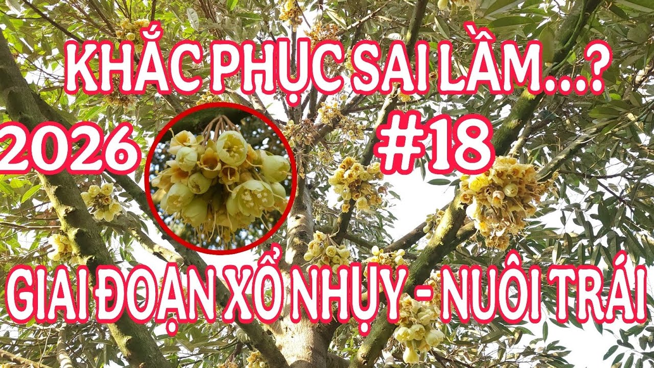 LÀM BÔNG SẦU RIÊNG 2026 GIAI ĐOẠN XỔ NHỤY RỤN BÔNG | TRÍ NÔNG TN