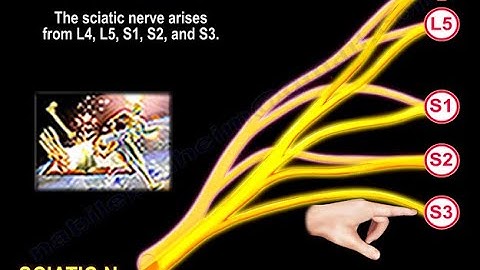 Sciatic Nerve Origin & Course to Lower Extremity - Everything You Need To Know - Dr. Nabil Ebraheim