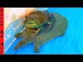 FROG RIDES TURTLE from BIG FISH!