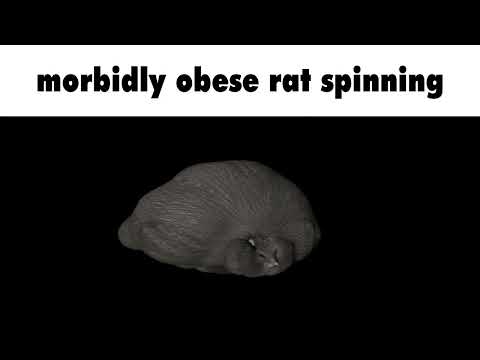 morbidly obese rat spinning