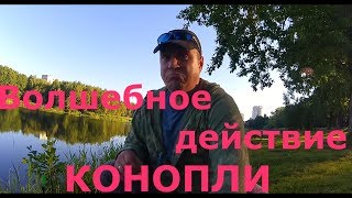 Конопля... ,Пехорка... ,Фидер... Конопля... ,Пехорка... ,Фидер...