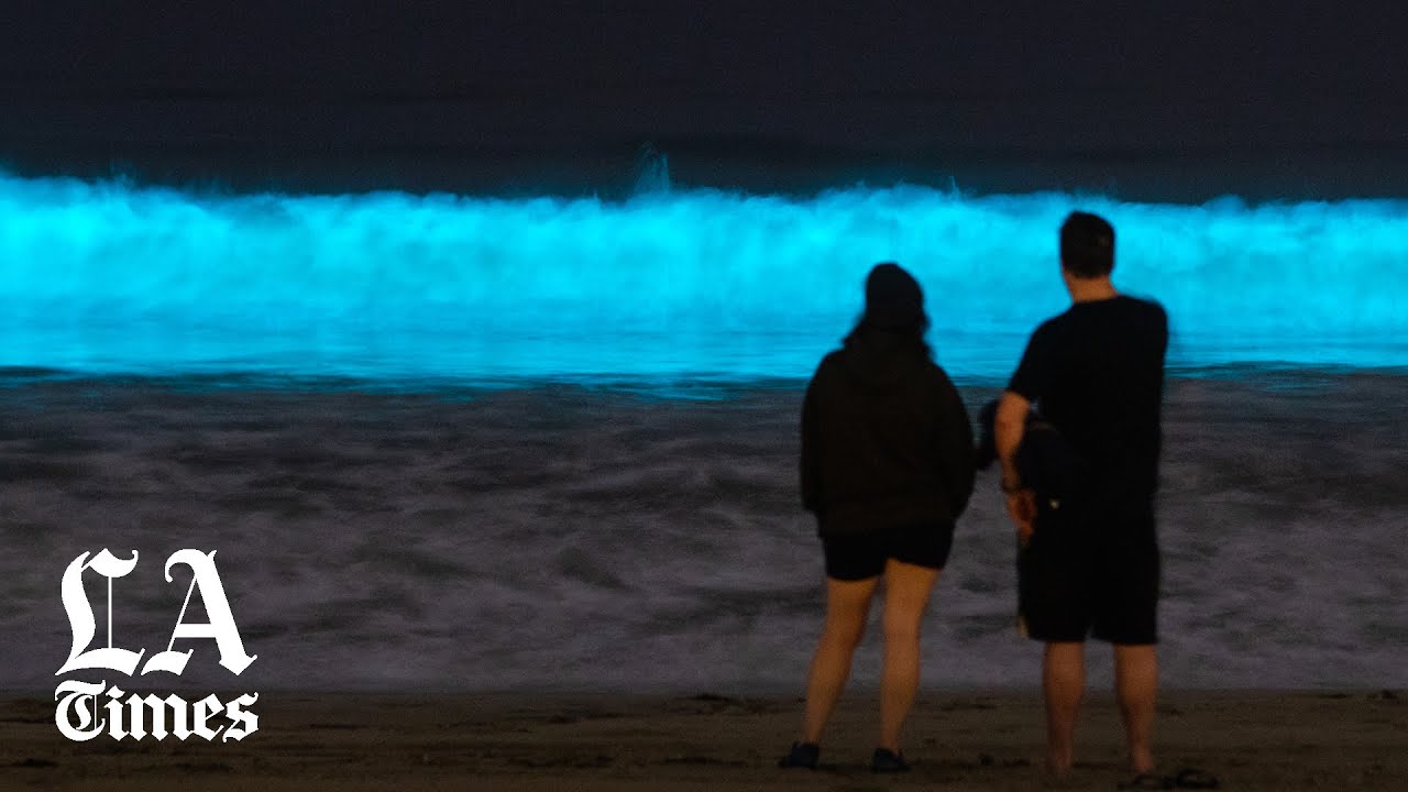 Why California's beaches are glowing with bioluminescence - YouTube