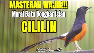 TEMBAKAN MURAI BATU ISIAN CILILIN INI 100% SUKSES MEMANCING LAWAN EMOSI AGAR BONGKAR ISIAN