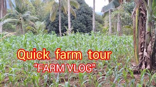 Quick farm tour/Farm vlog Part 2/Precious M Vlog Quick farm tour/Farm vlog Part 2/Precious M Vlog