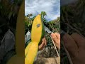 Enjoy picking mangoes.🍎🍇🍓🍏🍒#fruit#fruitcutting#garden#nature#shorts