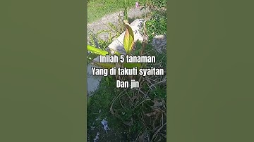 Inilah 5 tanaman yang di takuti syaitan dan jin
