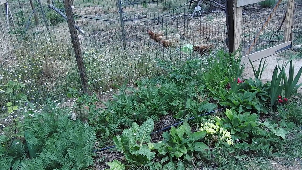 Nectarine & Neem Tree Polyculture